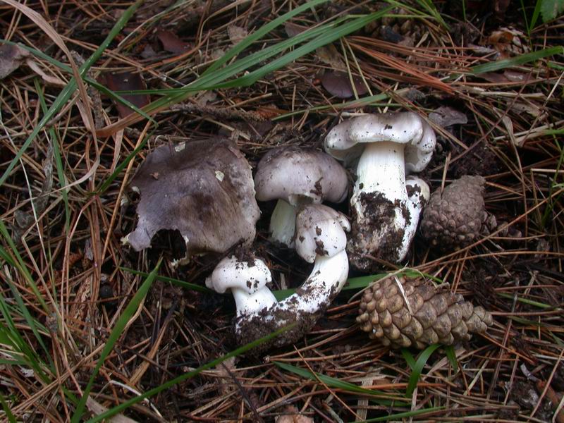 Tricholoma portentosum